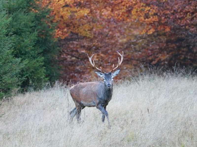 Hirsch im herbstlichen Wald – Wildbeobachtung im Sauerland