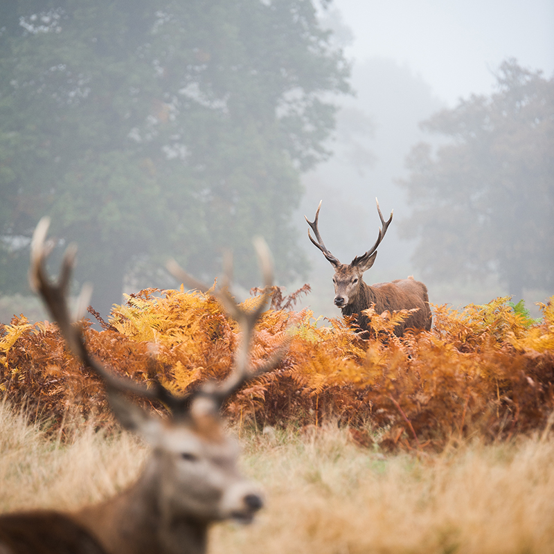 Jagd auf Schalenwild im Sauerland